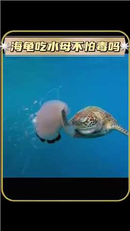 海龟吃水母不怕毒吗