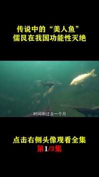 中国“美人鱼”功能性灭绝，人鱼善也被人欺，还有挽回的余地吗？#纪录片#美人鱼#海洋生物 (1)