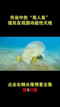 中国“美人鱼”功能性灭绝，人鱼善也被人欺，还有挽回的余地吗？#纪录片#美人鱼#海洋生物 (3)