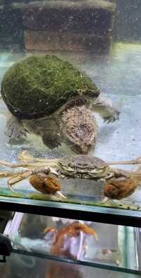 鳄龟和大闸蟹的故事
