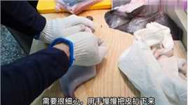 海里刚捕捞上来的鳐鱼做刺身吃刺身美食鳐鱼杀鱼技术刺身鱼生