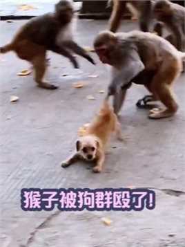 猴子被狗群殴了！成精