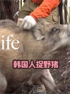 看看韩国人是怎样捉三百斤大野猪的？的迷惑行为泛滥