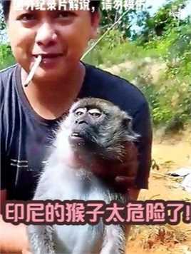 在印尼的猴子真的太危险了！的迷惑行为