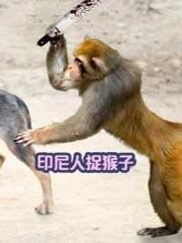 猴子太怕印尼人了！世界