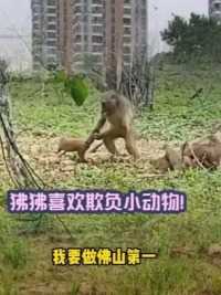 狒狒喜欢欺负小动物！世界的战斗