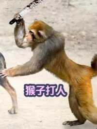 猴子不怕人？猴子敢大战印度人世界