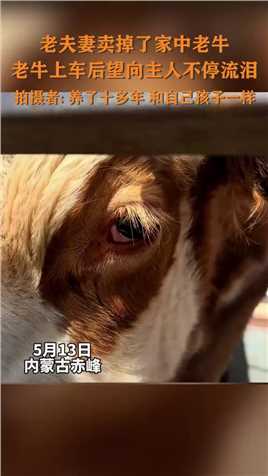 5月13日，内蒙古赤峰，老夫妻卖掉了家中老牛，老牛上车后望向主人不停流泪。拍摄者 养了十多年，和自己孩子一样（来源：掌上巴彦淖尔 梁酷.）