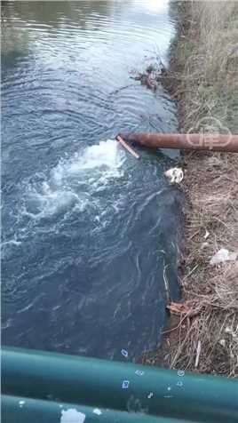 齐齐哈尔一工厂旁铁管排污入河，当地环保局回应：马上派人去看，不清楚是企业排污还是工程降水
