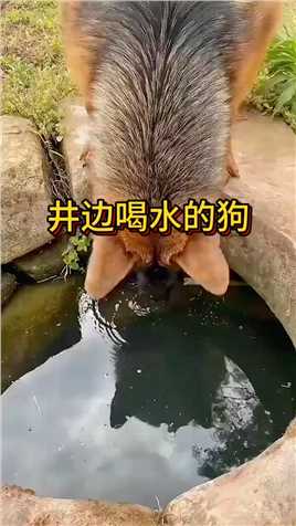 井边喝水的狗