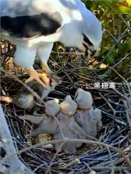 黑翅鸢妈妈喂孩子们吃肉。
