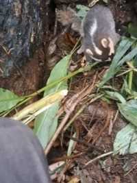 上山采蘑菇，看到一只竹鼠在吃竹子