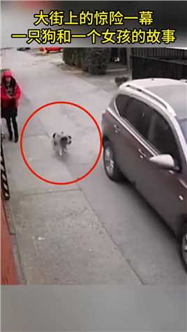 大街上的惊险一幕，一只狗和一个女孩的故事