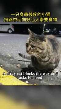一只身患残疾的小猫，挡路中间向好心人索要食物
