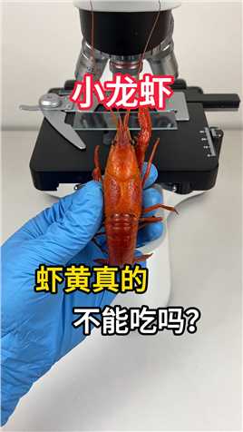 小龙虾的“虾黄”到底能不能吃？#2024科技知识 #显微镜下的世界 #微观世界 