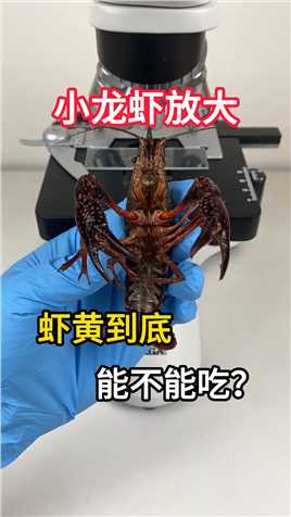 小龙虾的“虾黄”到底能不能吃呢？#2024科技知识 #显微镜下的世界 