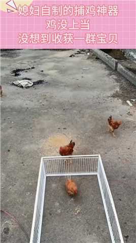 媳妇自制的捕鸡神器鸡没上当没想到收获一群宝贝