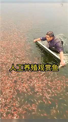 人工养殖观赏鱼