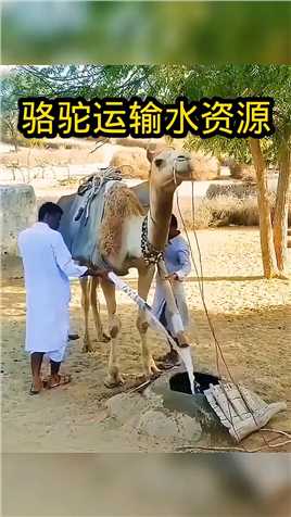 骆驼运输水资源