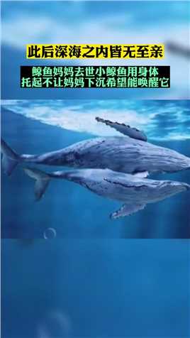鲸鱼妈妈去世小鲸鱼用身体拖着它不让他下沉，希望能唤醒它！万物皆有灵性鲸鱼