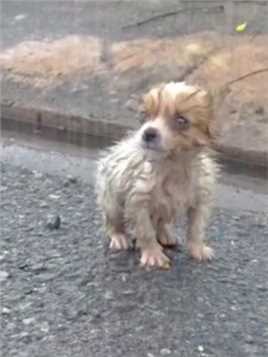 雨中的狗狗鼓足勇气拦下了一辆车，它想要用自己的命来赌一次人类的善良😭😭😭