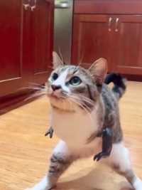 国外网友家的小猫在失去双手后，主人为了鼓励它 为它特制了新的双手，并为它取名“霸王喵”