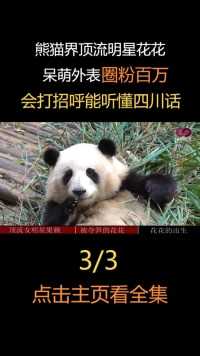 熊猫界顶流明星花花，呆萌外表圈粉百万，会打招呼能听懂四川话#熊猫#大熊猫和花#国宝#娱乐 (3)