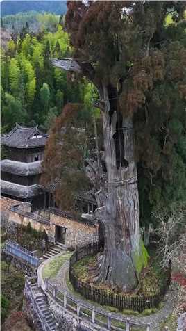 浙江丽水的时思寺，已有800多年历史，既没有佛也没有香，空空如也，在一棵千年古树的映衬下，显得是如此孤寂。