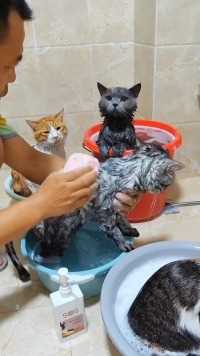 怕猫咪洗澡容易应激，免洗手套帮忙搞定，便宜又好用，养宠家庭必备