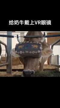 给奶牛戴上VR眼镜看大片，奶牛看后心情大好。