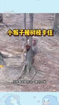 小猴子被树枝卡住，太危险了