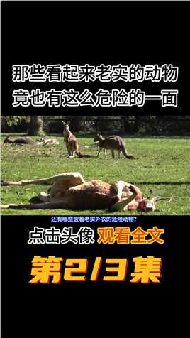 看起来老实的动物有多危险？看到动物这些行为，别犹豫赶紧跑！#河马#科普#涨知识#动物 (2)
