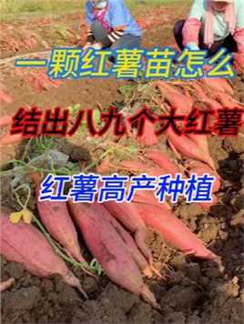 #红薯种植