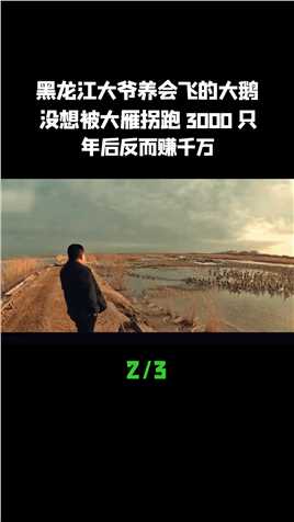 黑龙江大爷养会飞的大鹅，没想被大雁拐跑3000只，年后反而赚千万 (2)