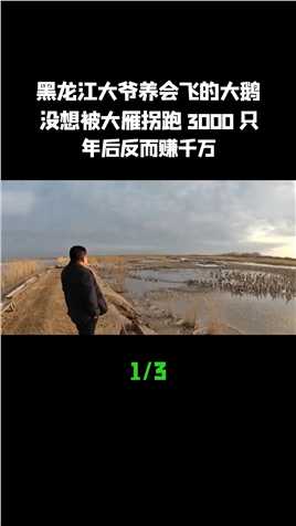 黑龙江大爷养会飞的大鹅，没想被大雁拐跑3000只，年后反而赚千万 (1)