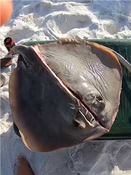 荒野垂钓：渔民使用魔鬼鱼当诱饵在海滩钓巨型鲨鱼！