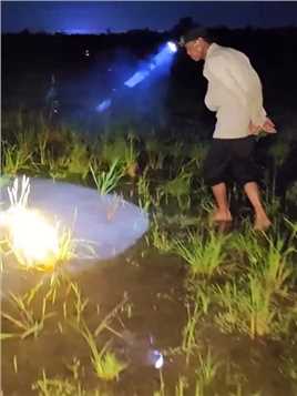 荒野垂钓：渔民在稻田中抓捕青蛙，然后将其当诱饵挂上鱼钩钓鱼！