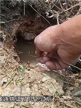 荒野垂钓：渔民在泥洞之中钓黄鳝时竟意外钓上来一条蛇！