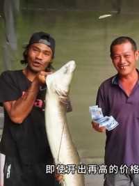 户外捕鱼：印尼渔民在山间小溪中抓捕巨型河鳗，最后卖出天价！