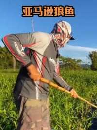 户外钓鱼：渔民使用一根简易的竹竿垂钓亚马逊狼鱼