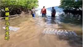 赶海菲律宾渔民用特制的陷阱捕捉斑马皮皮虾#赶海