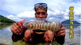 它们是虾中爱马仕一斤高达五百元渔民利用特制的陷阱将其捕获#户外捕鱼