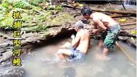 印尼渔民在山间小溪抓捕河鳗，这神仙资源太令人羡慕了#河鳗#户外捕鱼