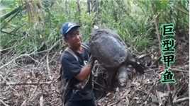 在印尼的深山老林里藏着一种巨型甲鱼，看当地渔民是如何找到他们