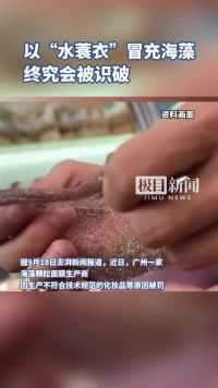 以“水蓑衣”冒充海藻终究会被识破