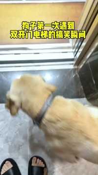 当狗子第一次遇见双开门电梯，哈哈哈…#拉布拉多#搞笑
