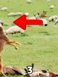 憨厚老实的毛驴，为啥成了狼的克星？ #科普知识 #萌知计划 #美国 #农场 #驴