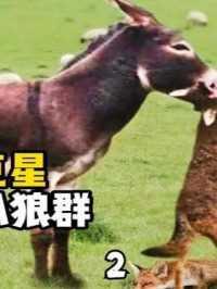 憨厚老实的毛驴，为啥成了狼的克星？ #科普知识 #萌知计划 #美国 #农场 #驴