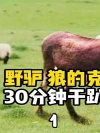 憨厚老实的毛驴，为啥成了狼的克星？ #科普知识 #萌知计划 #美国 #农场 #驴