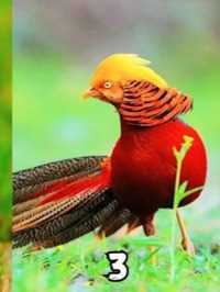 世界多国都有国鸟，我国为啥迟迟选不出？ #科普知识 #萌知计划 #国鸟